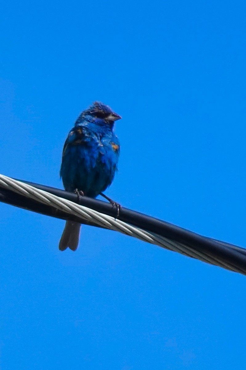 Indigo Bunting - ML648763587