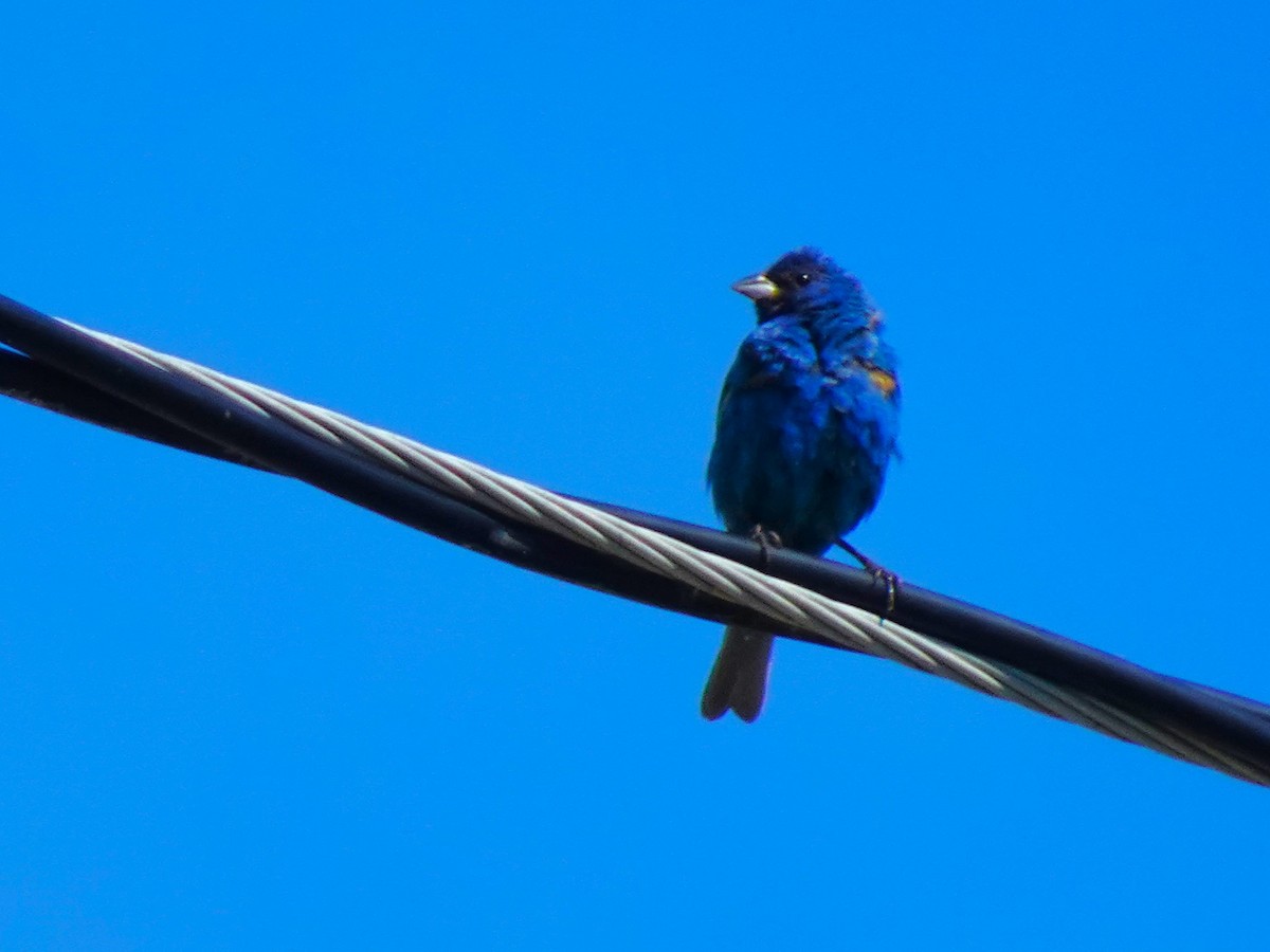 Indigo Bunting - ML648763588