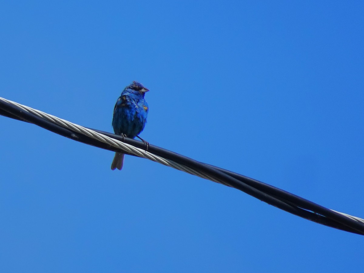 Indigo Bunting - ML648763589