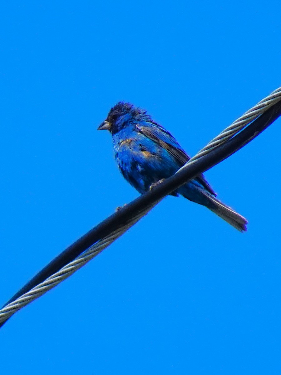 Indigo Bunting - ML648763590