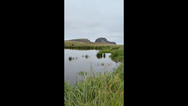 紅領瓣足鷸 - ML648763678