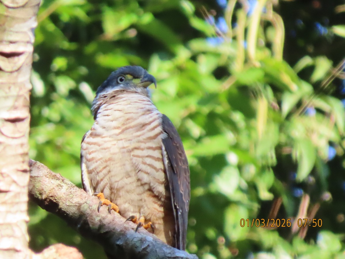 Hook-billed Kite - ML648763766