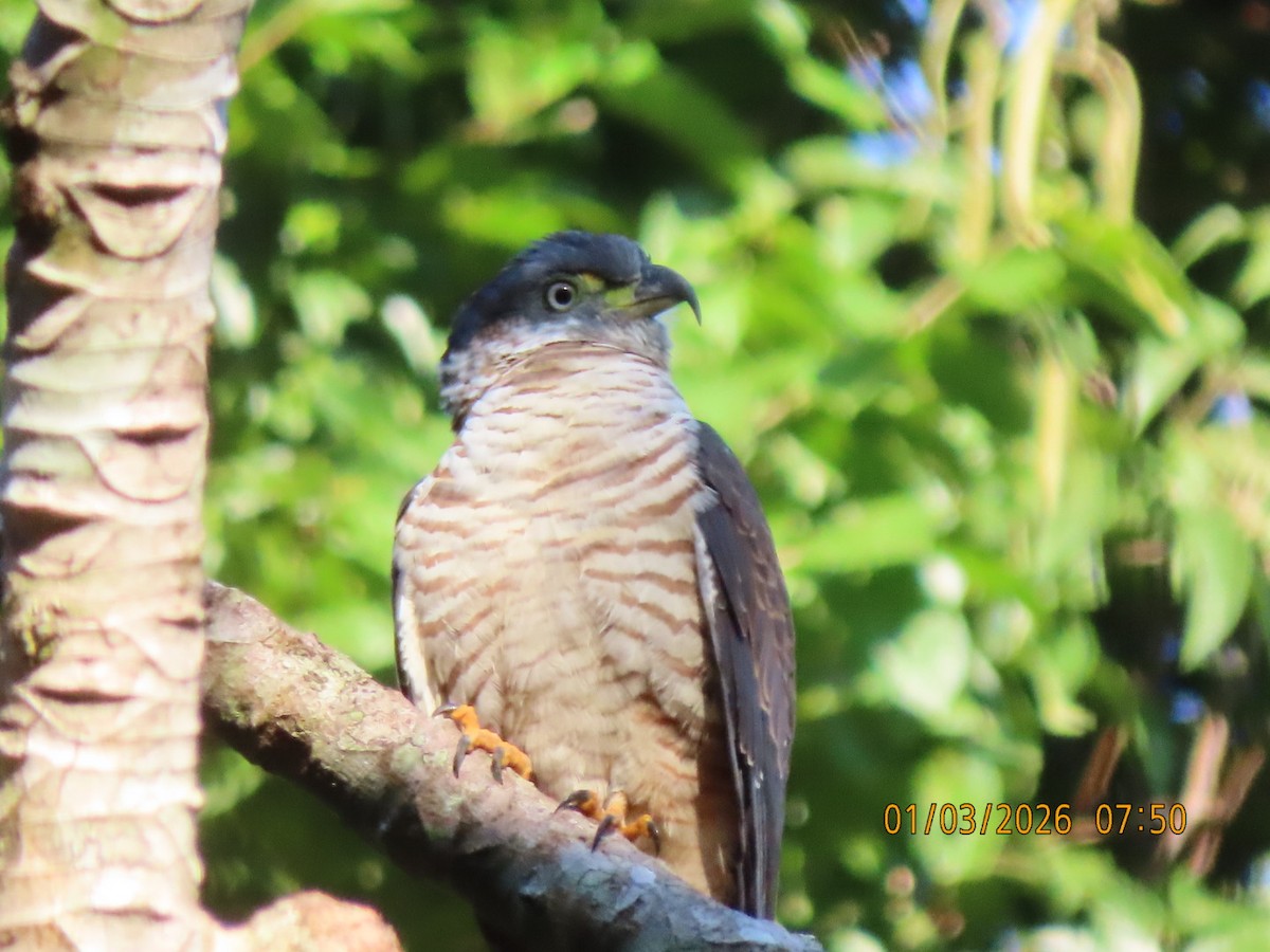 Hook-billed Kite - ML648763767