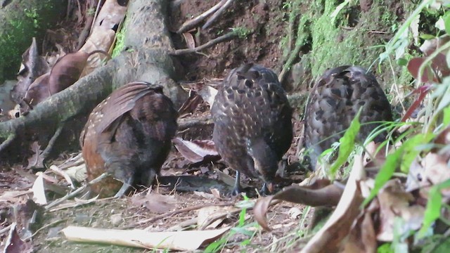 křepel rezavoprsý - ML648763844