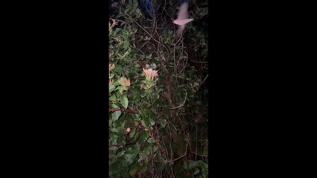 甘薯天蛾 - ML648763862