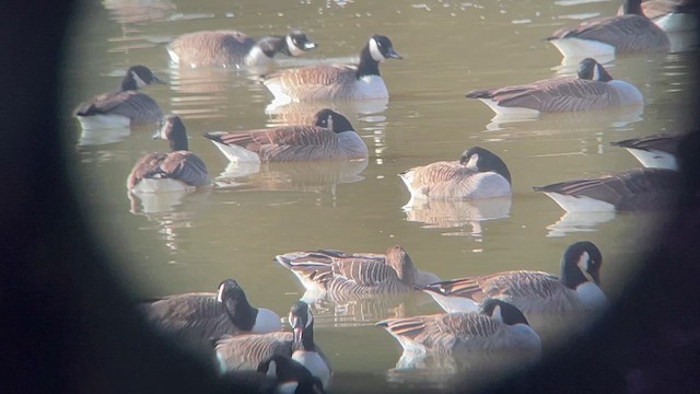 husa polní - ML648763886