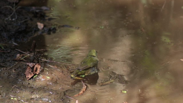 papežík zelenohřbetý - ML648763888