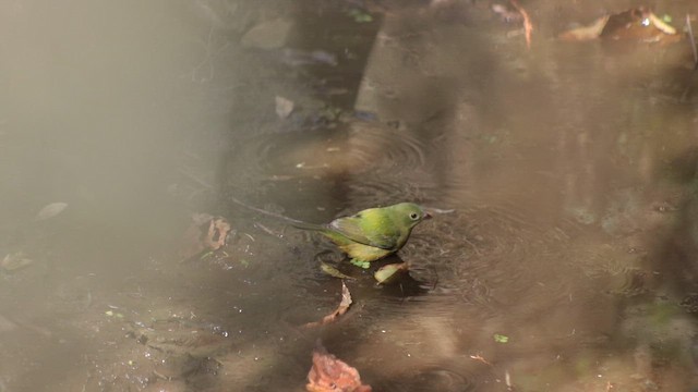 papežík zelenohřbetý - ML648763897