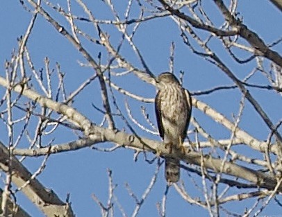 アシボソハイタカ - ML648763999