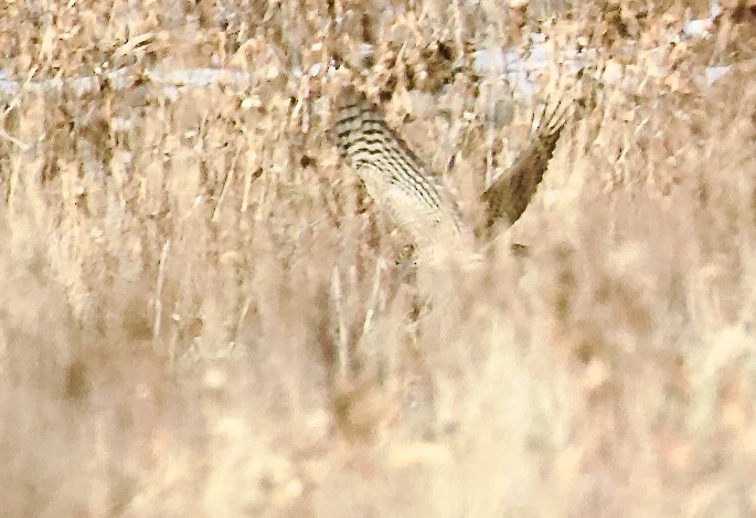 アシボソハイタカ - ML648764007