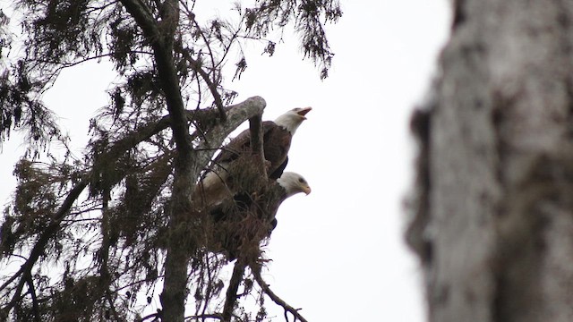 orel bělohlavý - ML648764020