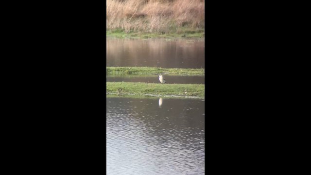 ťuhýk šedý - ML648764075