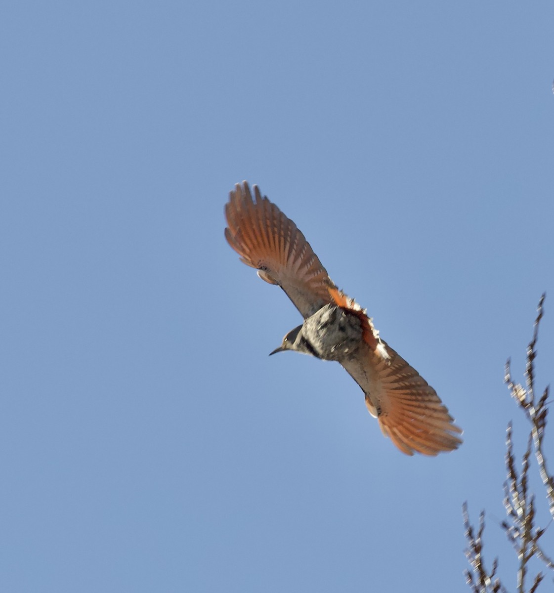 ハシボソキツツキ - ML648764128