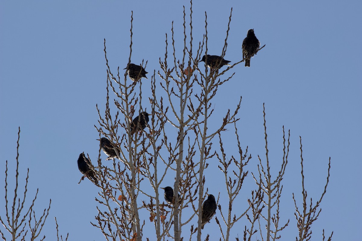 ホシムクドリ - ML648764144