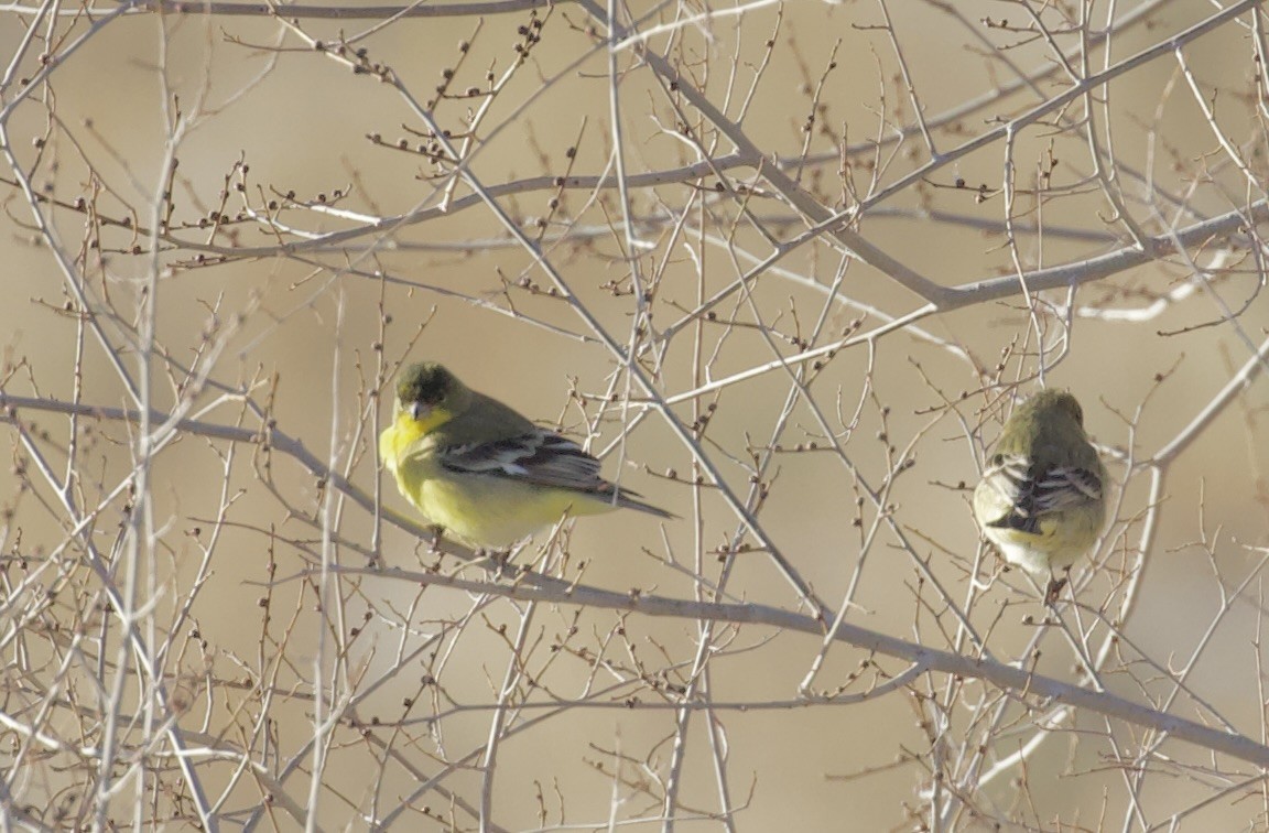 ヒメキンヒワ - ML648764168