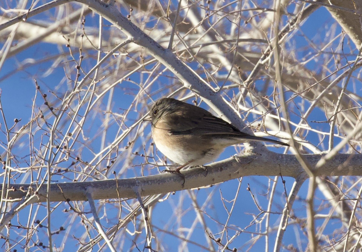 ユキヒメドリ - ML648764177