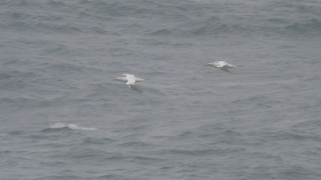 terej bílý - ML648764392