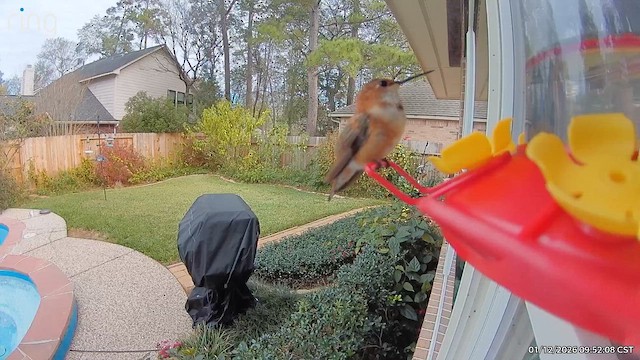 kalypta rezavolesklá - ML648764396