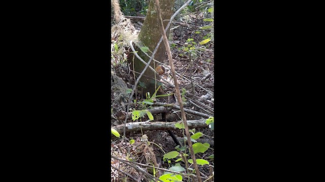 střízlík karolínský - ML648764462