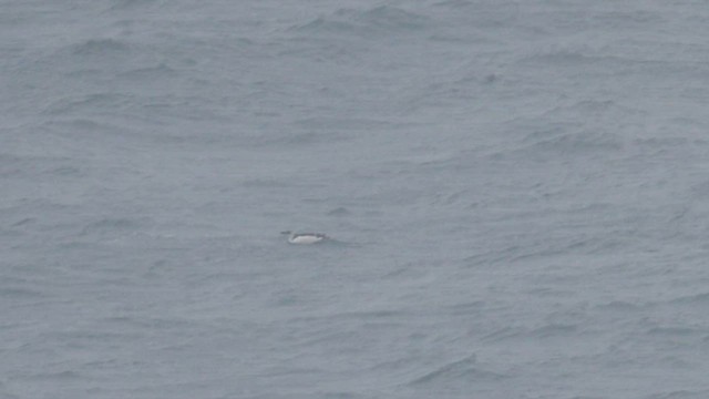 alka malá - ML648764464