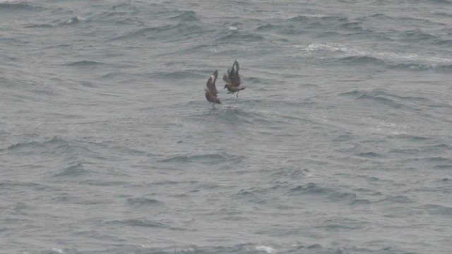 chaluha velká - ML648764480