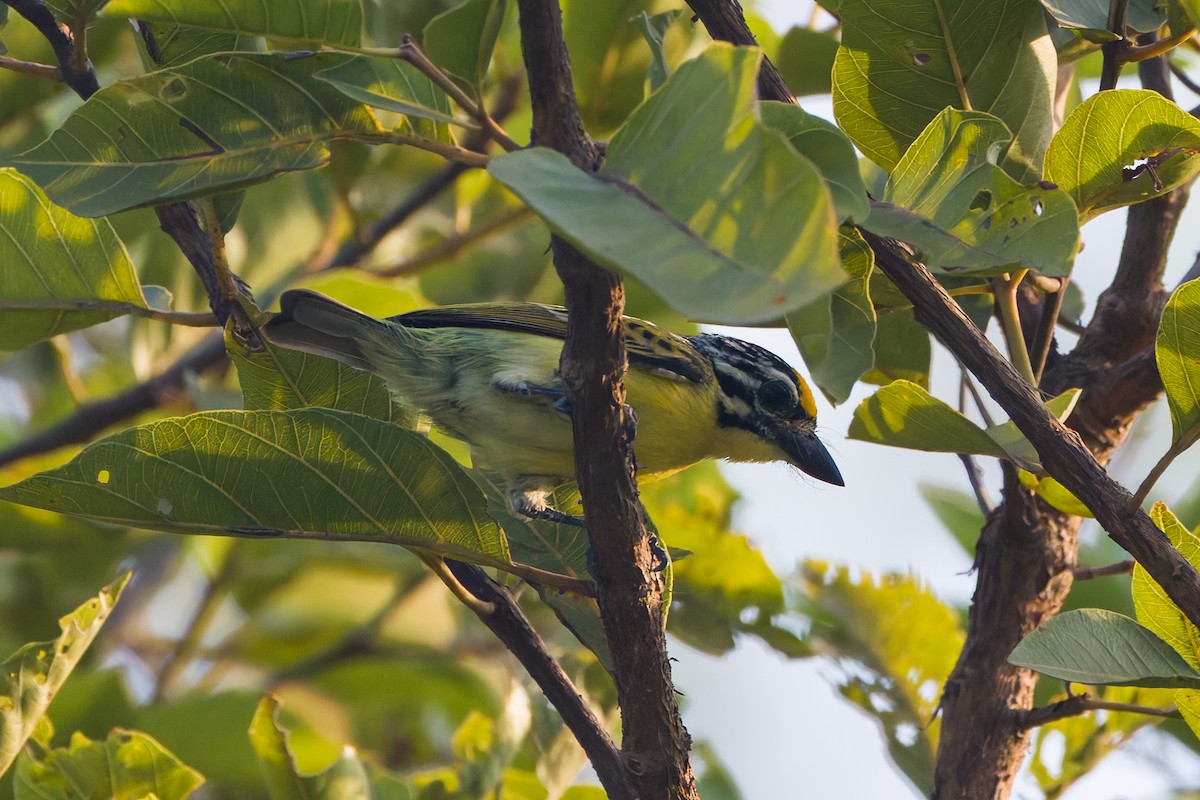 キビタイヒメゴシキドリ - ML648764521