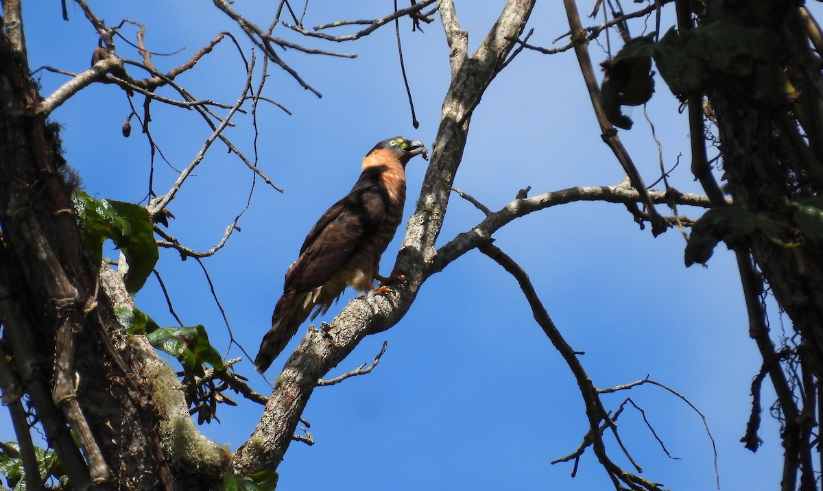 Hook-billed Kite - ML648764639