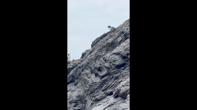 alkoun úzkozobý - ML648764650