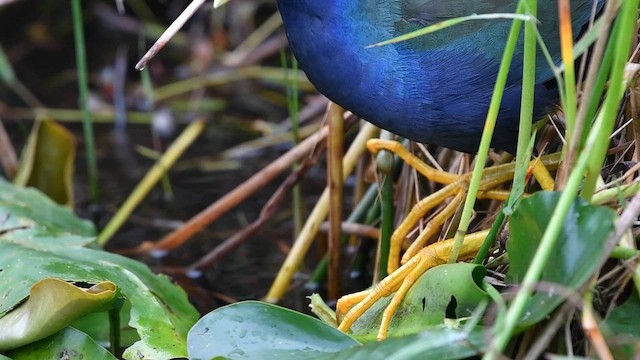 slípka žlutonohá - ML648764929