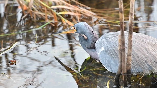 volavka tříbarvá - ML648764937