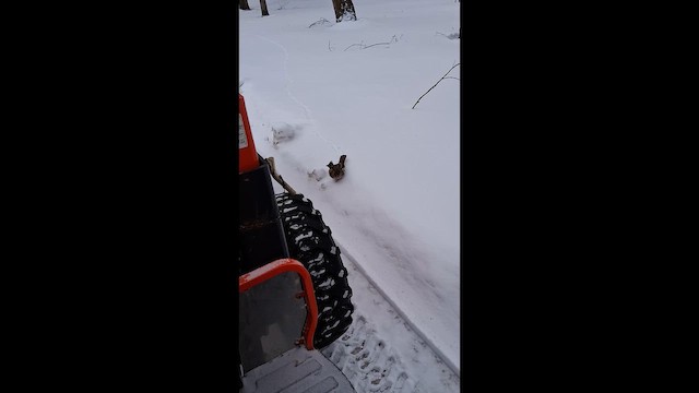 jeřábek kanadský - ML648764978