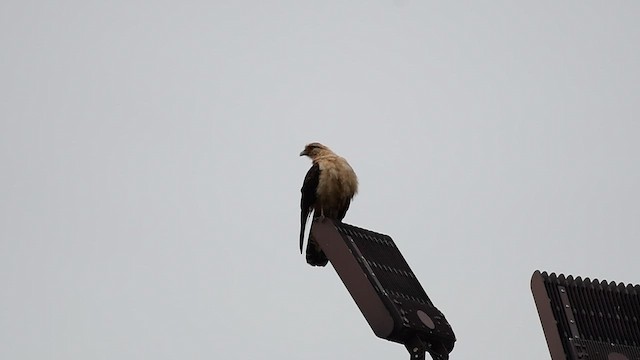 čimango žlutavý - ML648765352