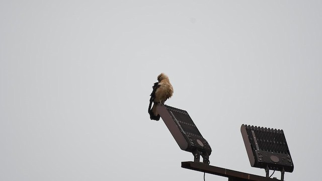 čimango žlutavý - ML648765355