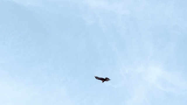 káně krátkoocasá - ML648765385