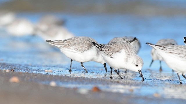 jespák písečný - ML648765398