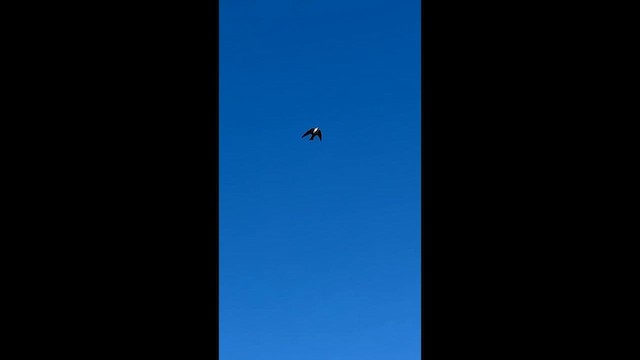 břehule skalní - ML648765563