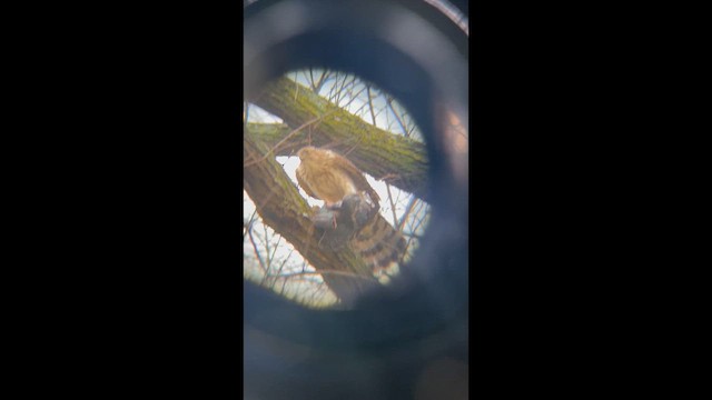 krahujec americký/jestřáb americký - ML648765622