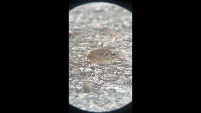 Grasshopper Sparrow - ML648765801