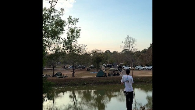 zoborožec střapatý - ML648765869