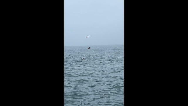 albatros bělohřbetý - ML648765989