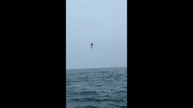 albatros bělohřbetý - ML648765998