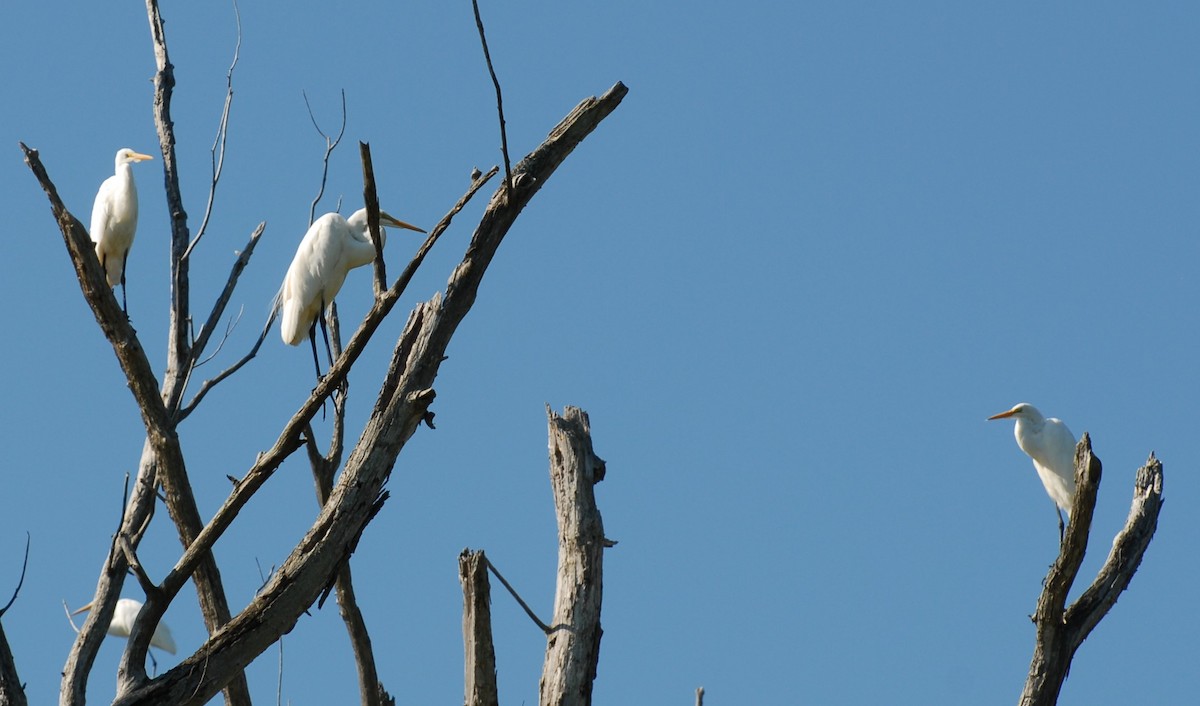 Great Egret - Dawn Zuengler