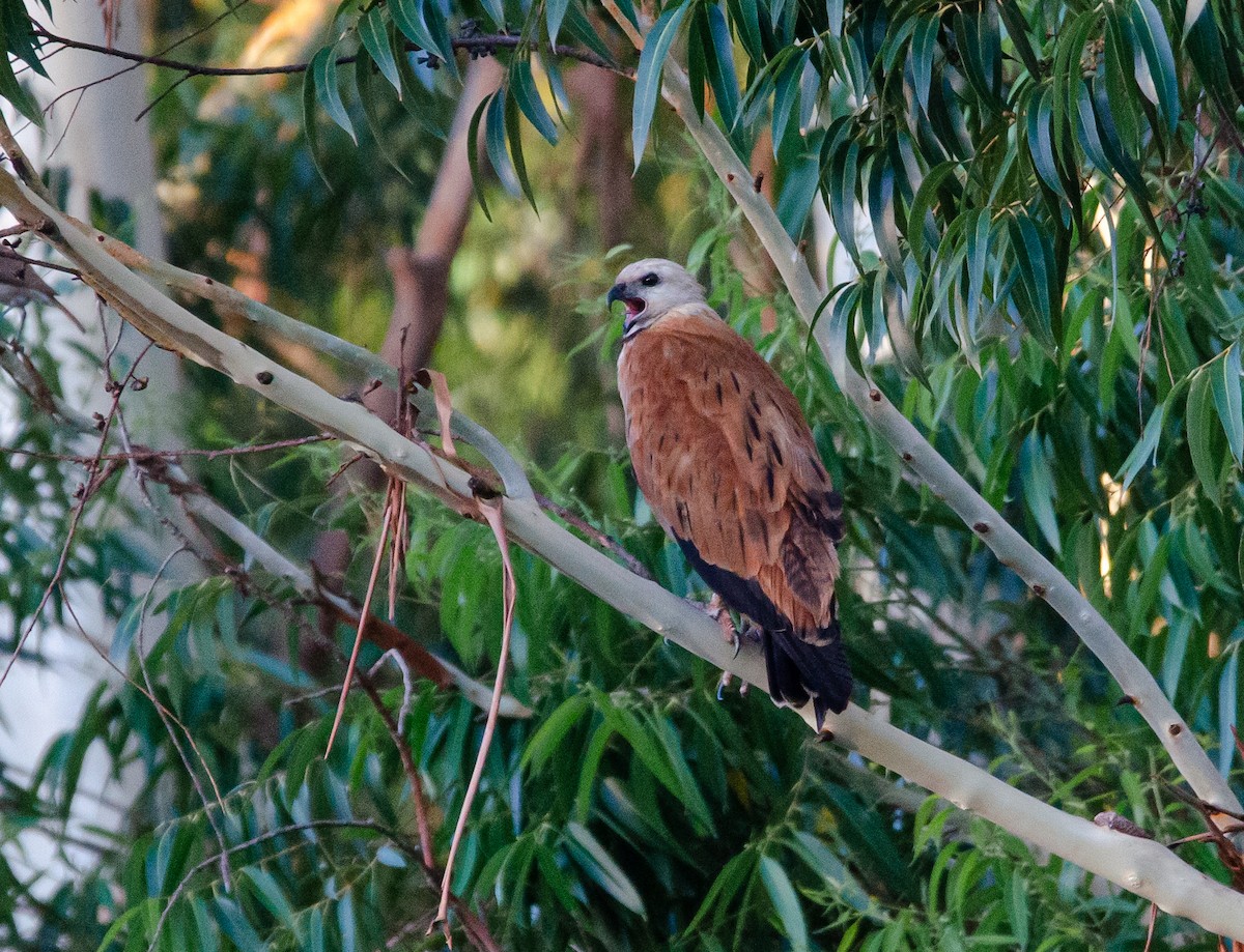 Black-collared Hawk - ML648766403
