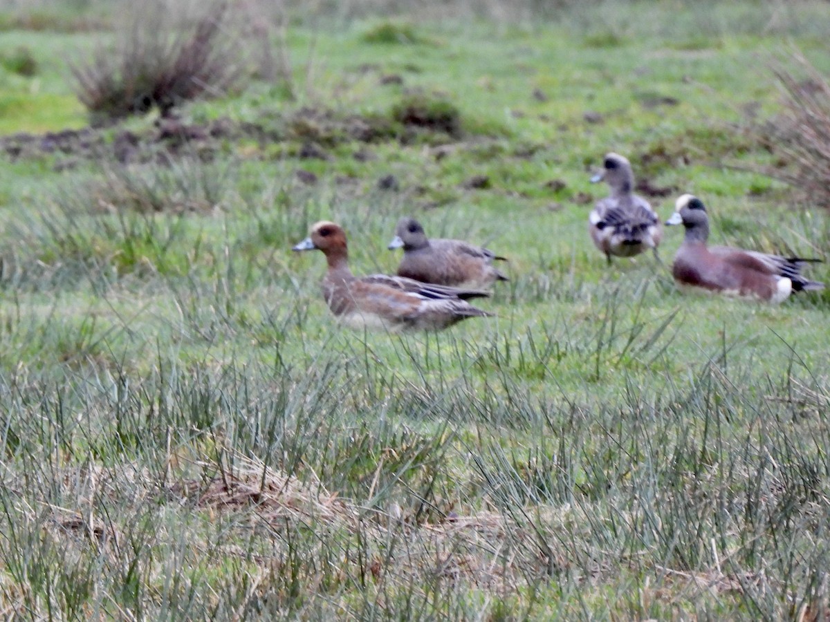 ברווז צהוב-מצח - ML648766477