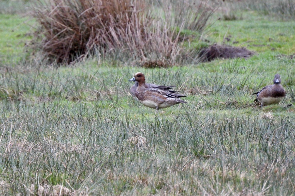ברווז צהוב-מצח - ML648766478