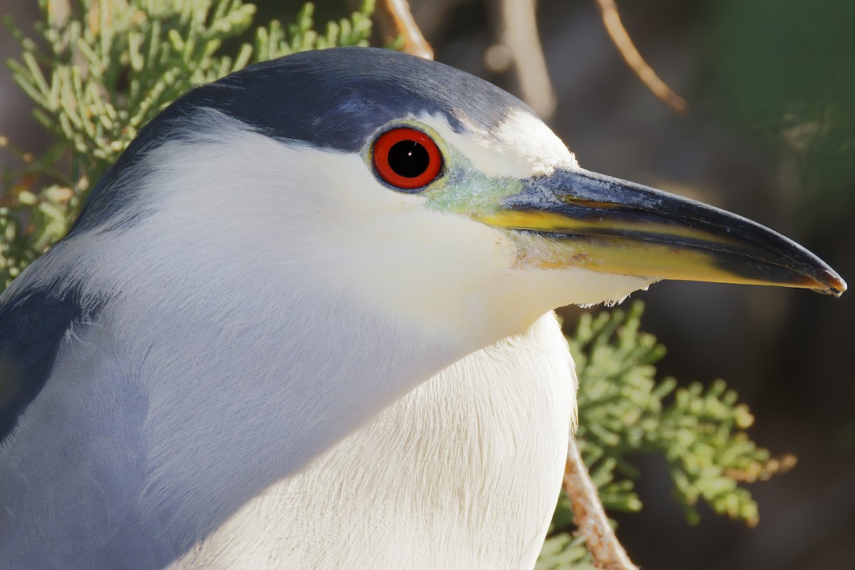 Квак звичайний - ML648766491