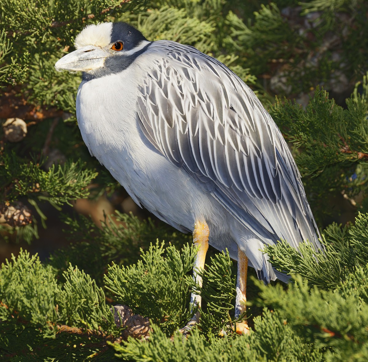 Квак чорногорлий - ML648766498