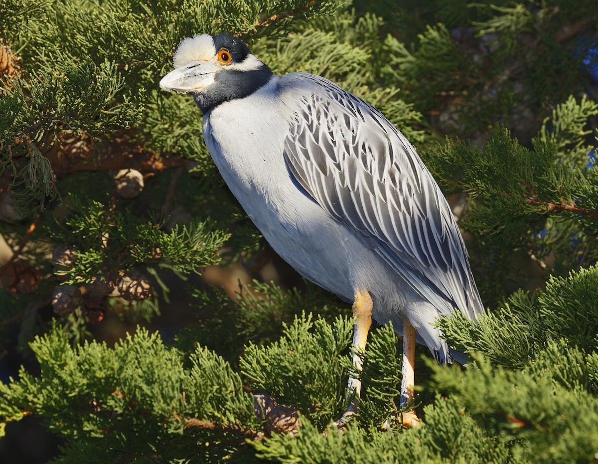 Квак чорногорлий - ML648766499