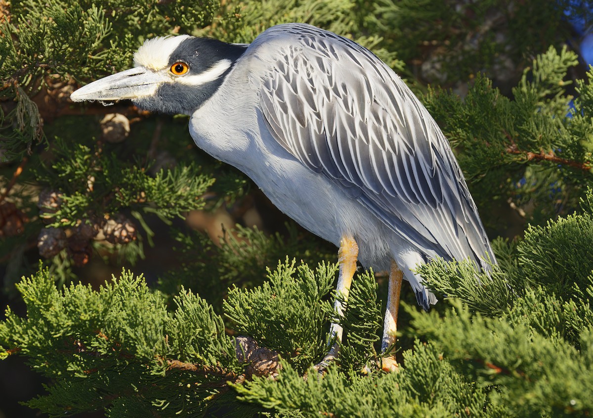 Квак чорногорлий - ML648766500