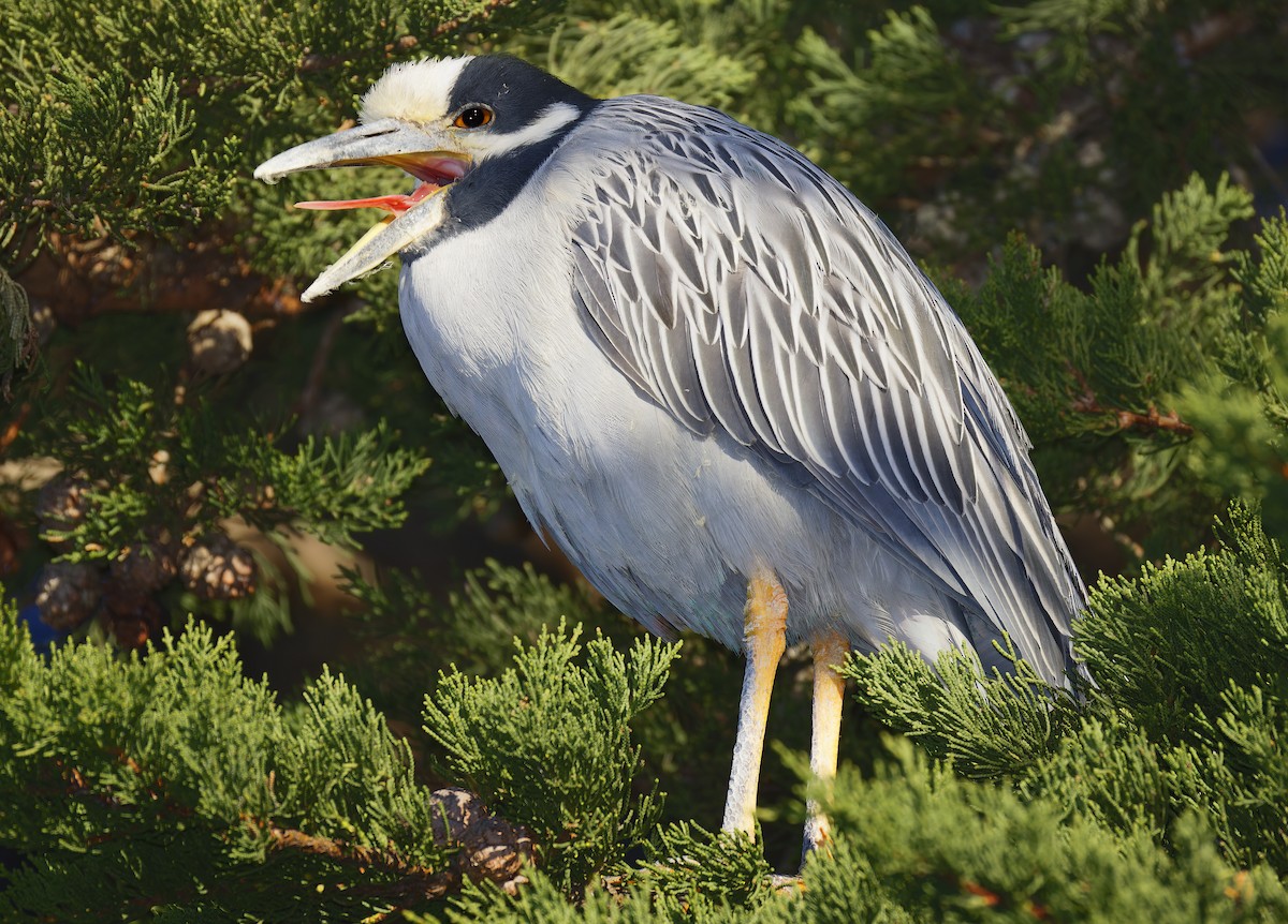 Квак чорногорлий - ML648766506